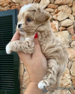 Фото №3. Тео доказывает, что любовь идеально помещается в четырех крошечных лапках.  Нидерланды