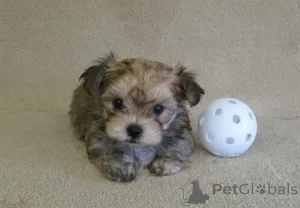 Фото №1.  - купить в Казахстан за договорная. Объявление №162853