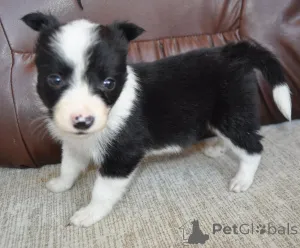 Дополнительные фото: Пограничные щенки колли на продажу