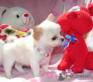 Дополнительные фото: Высококлассные щенки чихуахуа