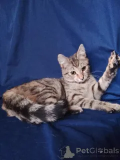 Фото №4. Продам  в Москве реке частное объявление - цена Бесплатно