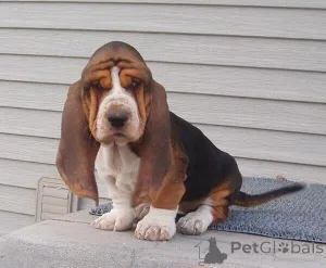 Фото №1. бассет-хаунд - купить в Ансбах за договорная. Объявление №162217