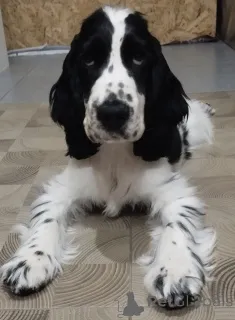 Фото №2 к объявлению №146566 о продаже английского кокер-спаниеля - купить в Беларуси из питомника