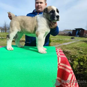 Дополнительные фото: Central Asian shepherd dog Alabai Алабай САО