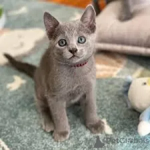 Фото №3. Venäjänsinisiä Kissanpentuja myytävänä lähellani. Финляндия