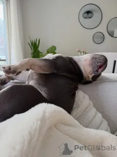 Фото №4. Продажа французского бульдога в Бердорф частное объявление - цена договорная