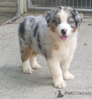 Фото №3. Продаются игривые щенки австралийской овчарки..  Финляндия