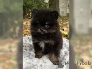 Фото №3. Pomeranian Zwergspitz Puppies.  Германия