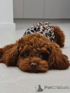 Фото №2 к объявлению №159965 о продаже пуделя (той) - купить в Великобритании частное объявление