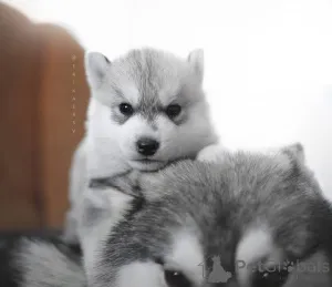 Дополнительные фото: Гав! Гав! Привет! Посмотрите на мои пронзительные глаза и пушистые уши! Нежными