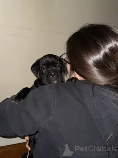 Дополнительные фото: Кане Корсо