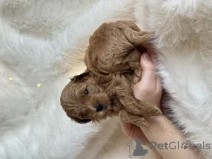 Фото №2 к объявлению №161955 о продаже мальтипу - купить в России частное объявление