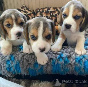 Фото №3. мини-игрушка increíbles бигль, (34602088716) мачо и гембра. Estan registerados.  Испания