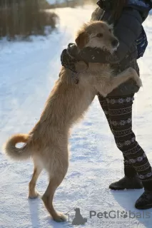 Фото №4. Продажа беспородную в Краснокамск из приюта - цена Бесплатно