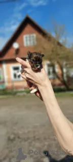 Фото №3. В центре внимания усыновление ко Дню Святого Валентина свяжитесь с WhatsApp.  Германия