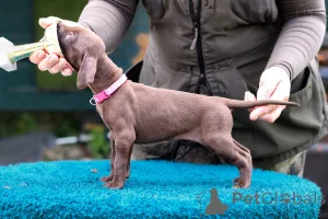 Дополнительные фото: Щенки высочайшего качества навыки охоты и характер.