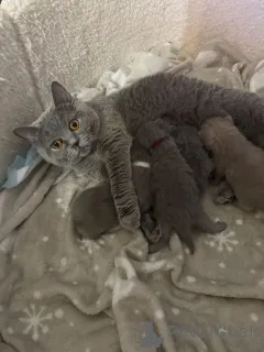 Фото №1. британская короткошёрстная - купить в Желтый за Бесплатно. Объявление №165680