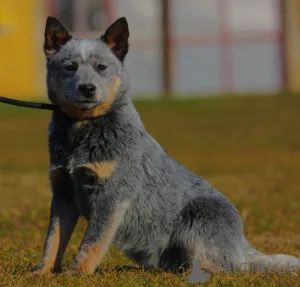 Дополнительные фото: Австралийские щенки скотоводства для продажи мужчины и женщины