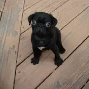 Фото №3. Швабры-Welpen zu verkaufen.  Германия