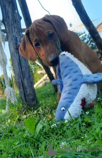 Фото №4. Продажа родезийского риджбека в Кракове заводчик - цена 204088₽