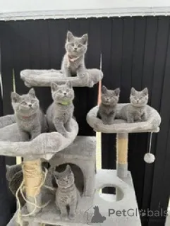 Фото №1. британская короткошёрстная - купить в Зельзат за Бесплатно. Объявление №154171