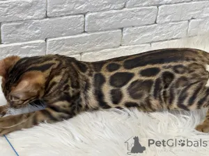 Дополнительные фото: Шикарный Бенгальский кот