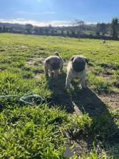 Фото №3. Продаются красивые щенки мопса..  Великобритания