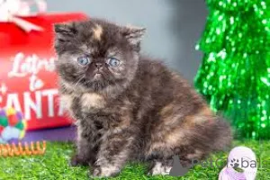 Фото №3. Экзотические короткошерстные котята te koop. Бельгия