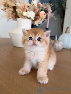 Фото №1. британская короткошёрстная - купить в Шкаф за договорная. Объявление №162905