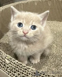 Фото №3. Домашняя кошка доступна для усыновления. Германия