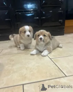 Дополнительные фото: Щенок вельш-корги