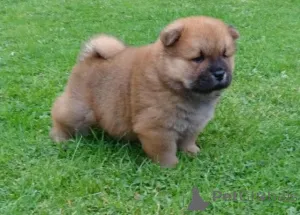 Дополнительные фото: Щенки чау-чау