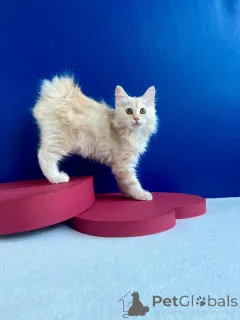 Фото №1. курильский бобтейл - купить в Запорожье за 67903₽. Объявление №11665