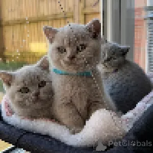 Дополнительные фото: Прекрасно социализированные котята