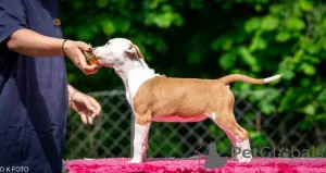 Дополнительные фото: Американские щенки Staffordshire Terrier