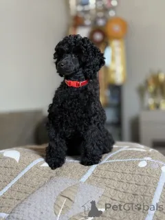 Дополнительные фото: Black Toy Poodle Girl Родилась 13 мая 2025 года.