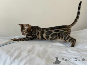Дополнительные фото: Шикарный Бенгальский кот
