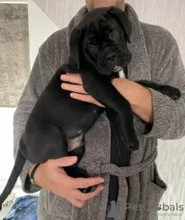 Дополнительные фото: Cane Corso Junge Zu Verkaufen