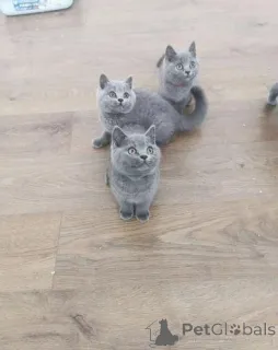 Фото №1. британская короткошёрстная - купить в Самолет за договорная. Объявление №167663