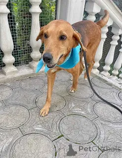 Дополнительные фото: Добрый, нежный песик Рыжулик, метис Русской Гончей в дар