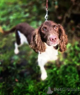 Фото №1. беспородная - купить в Москве реке за Бесплатно. Объявление №164185