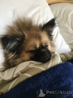 Фото №3. Померанский шпиц (1 год).  Объединенные Арабские Эмираты