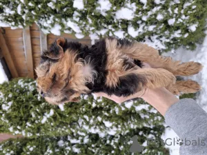 Дополнительные фото: Обаятельные щенки Йоркширского Терьера