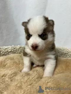 Фото №3. Pomsky puppies (Щенки Помски).  Франция