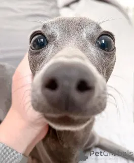 Фото №1. левретка - купить в Öhringen за 35251₽. Объявление №166181