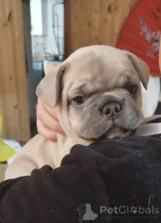 Дополнительные фото: Красивые малыши французский бульдог.