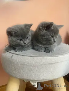 Фото №2 к объявлению №158803 о продаже шартрез - купить в Германии частное объявление