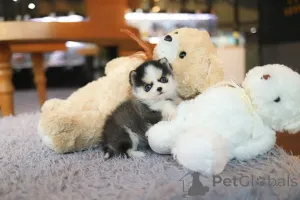 Фото №4. Продажа померанского шпица в Флорида Сити заводчик - цена договорная