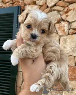 Фото №1. мальтипу - купить в Эттен за договорная. Объявление №159935