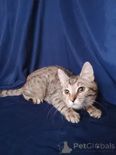 Дополнительные фото: Котенок Машенька ищет дом!